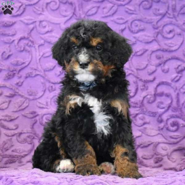 Doe, Mini Bernedoodle Puppy